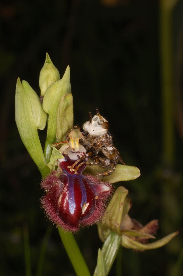 Apette su Ophrys sipontensis